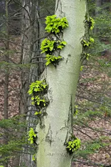 Beech Prints: Leaves sprout from a beech tree at Mass Audubons Arcadia Wildlife Sanctuary in Northampton