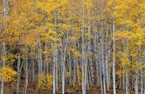 Images Dated 2023: Leaves and tree trunks create an aspen wall of texture, Colorado, USA