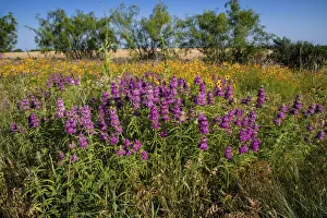 Fragrant Prints: Lemon beebalm (Monarda citriodora) wildflowers in bloom
