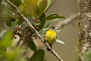 Mindo Prints: Lemon-rumped Tanager (Ramphocelus icteronotus) female