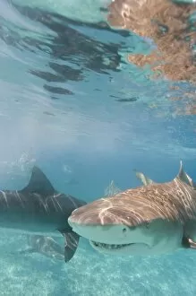 Lemon Shark (Negaprion brevirostris) Northern Bahamas (RF)
