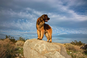 Images Dated 4th November 2024: Leonberger on duty