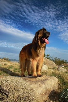 Images Dated 4th November 2024: Leonberger on duty