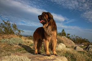 Images Dated 4th November 2024: Leonberger on duty