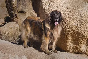 Leonberger on granite boulders
