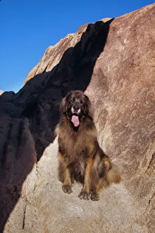 Working Group Prints: Leonberger on granite boulders