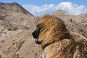 Caring Prints: Leonberger looking out into the desert (PR)
