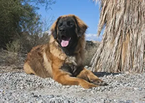 Colorado Desert Prints: Leonberger puppy lying next to native palm tree (PR)