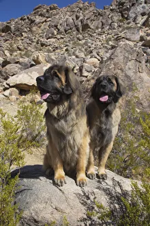 Animal Prints: Leonbergers enjoying the high desert