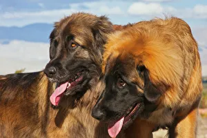 Animals Collection: Two Leonbergers (PR)