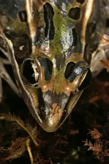 Leopard frog Rana sphenocephala Controlled conditions Central Florida