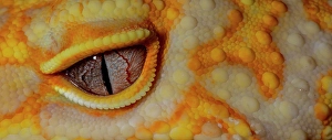 Prints of Leopard gecko (Albino) Images Dated 2025 January: Leopard gecko (Albino)