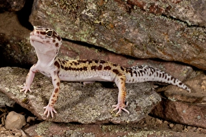 Leopard Prints: Leopard Gecko, Eublepharis macularis, Native to Pakistan, Habitat Arid and Semi