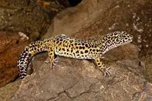 Vertebrate Prints: Leopard Gecko Eublepharis macularis Native to Pakistan