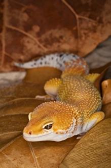 Images Dated 7th November 2010: Leopard Gecko morph (Eublepharis macularius), Pakistan