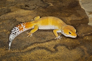 Leopard Gecko morph (Eublepharis macularius), Pakistan