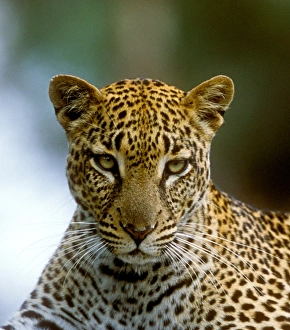 Spots Prints: A leopard hunting in a forest in Kenya