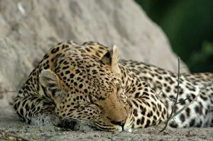 Images Dated 15th October 2005: Leopard male