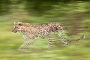 Leopard Prints: Leopard in motion, Masai Mara, Kenya, Africa