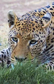Leopard, Okonjima Nature Reserve. Otjozondjupa Region, Namibia Leopard, Okonjima Nature Reserve. Otjozondjupa Region, Namibia