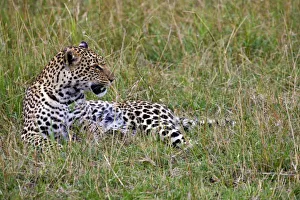 Images Dated 8th September 2008: Leopard (Panthera