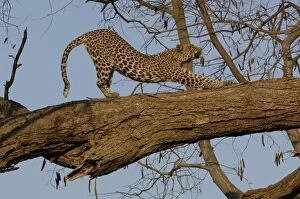 Leopard (Panthera pardus) Female stretching after relaxing on the branch of a tree