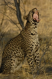 Images Dated 18th October 2005: Leopard (Panthera pardus) Female yawning. Savuti Channal, Linyanti area. BOTSWANA
