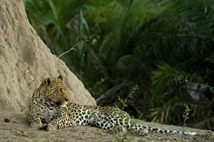 Leopard (Panthera pardus) Male lying next to termite mound. Mombo area, Chiefs Island