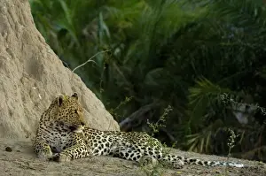 Predatory Prints: Leopard (Panthera pardus) Male lying next to termite mound. Mombo area, Chiefs Island