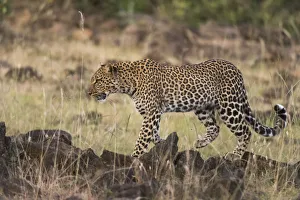 Leopard Prints: Leopard, Panthera pardus, Masai Mara, Kenya