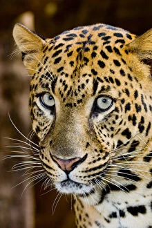 The leopard (Panthera pardus) is an Old World mammal of the Felidae family and the