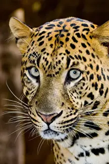 Lincoln Peak Prints: The leopard (Panthera pardus) is an Old World mammal of the Felidae family