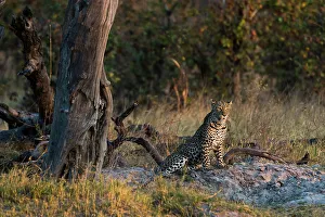 Leopard Prints: A leopard, Panthera pardus, resting near a dead tree. Okavango Delta, Botswana