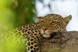 Leopard Prints: A leopard, Panthera pardus, resting on a tree branch. Chobe National Park, Botswana