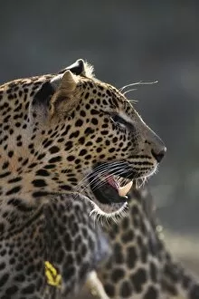 Images Dated 14th July 2005: Leopard, Panthera pardus, Samburu Game Reserve, Kenya