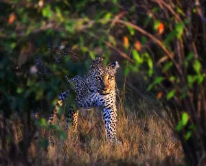 Mystical Prints: Leopard (Panthera Pardus) as seen in the Masai Mara