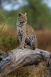 Relaxation Prints: A leopard, Panthera pardus, standing on a dead fallen tree in the Okavango Delta's Khwai Concession