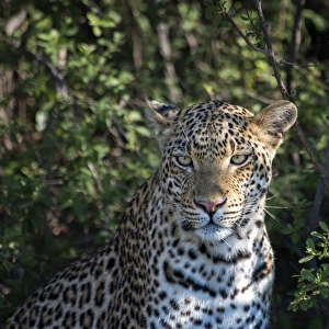 Spot Prints: leopard portrait, close up
