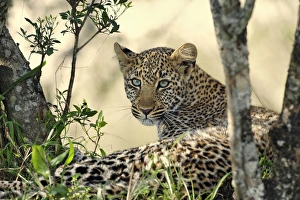 Leopard Prints: Leopard resting beneath tree, Masai Mara, Kenya, Africa