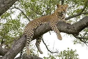 Prints of Leopard resting, Botswana, Africa Africa Prints: Leopard resting, Botswana, Africa