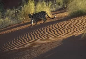 Leopard on sand dunes, Namib-Naukluft Park, Namibia