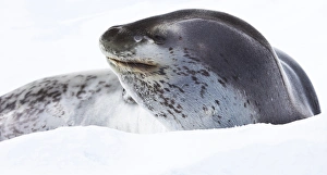 Spot Prints: Leopard seal, Antarctica