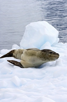 Images Dated 26th January 2007: leopard seal, Hydrurga leptonyx, resting on a glacial ice, off the western Antarctic Peninsula