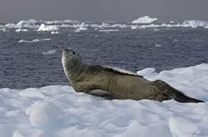 Images Dated 28th January 2007: leopard seal, Hydrurga leptonyx, resting on a glacial ice, off the western Antarctic Peninsula