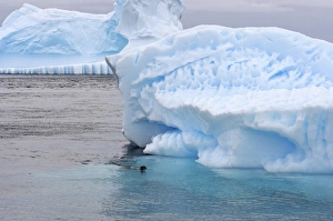 Images Dated 29th January 2007: Leopard seal, Hydrurga leptonyx, in waters off the western Antarctic Peninsula, Antarctica