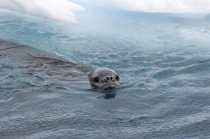 Images Dated 29th January 2007: Leopard seal, Hydrurga leptonyx, in waters off the western Antarctic Peninsula, Antarctica