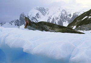 Yawning Prints: Leopard Seal, (Hydrurga leptonyx), yawning, Paradise Bay, Antarctica