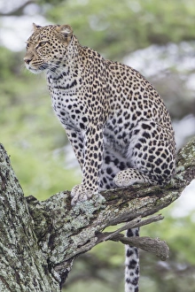 Images Dated 4th February 2014: Leopard sits up in tree on three branch, looking to left of camera, watching