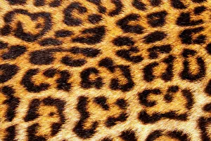 Leopard Prints: Leopard skin (Panthera Pardus)