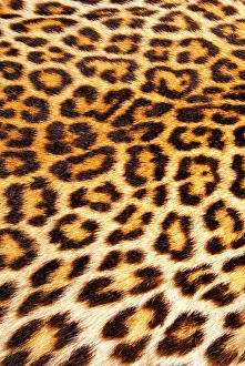 Leopard skin (Panthera Pardus)